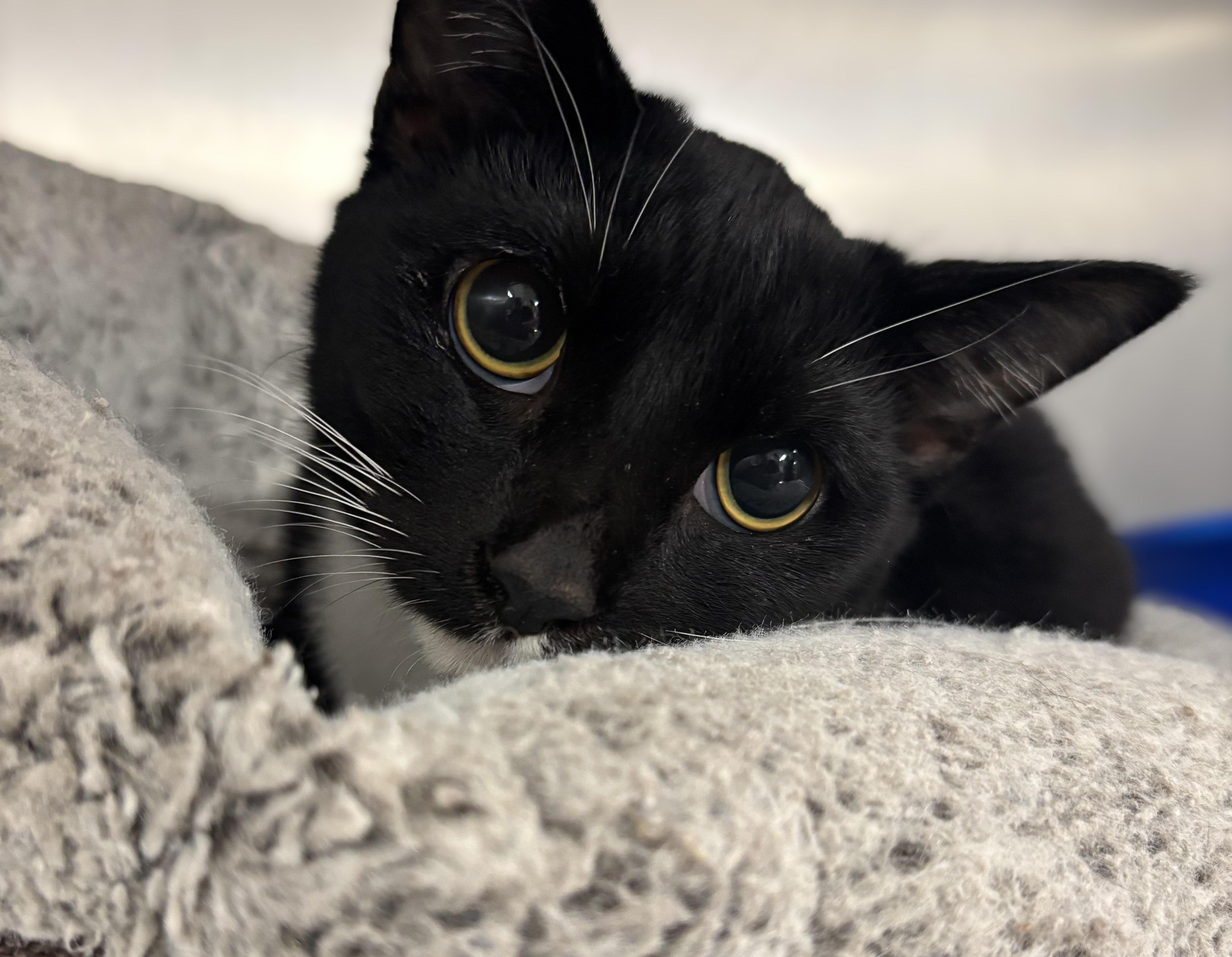 KITTEN: Edgar Allen Poe, a Adoptable Domestic Short Hair in Alpharetta, GA image 2/2