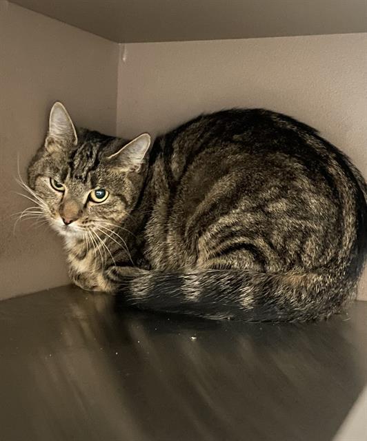 MYSTIQUE, Adoptable, Adult Female Domestic Short Hair.