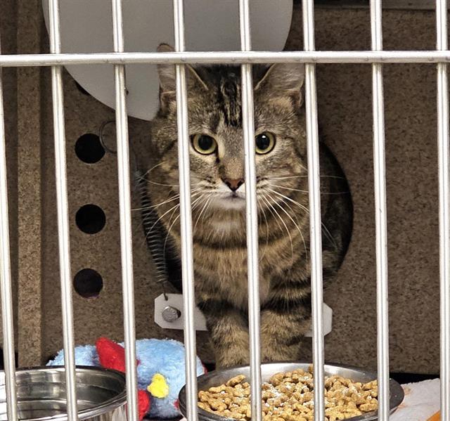 MYSTIQUE, Adoptable, Adult Female Domestic Short Hair.