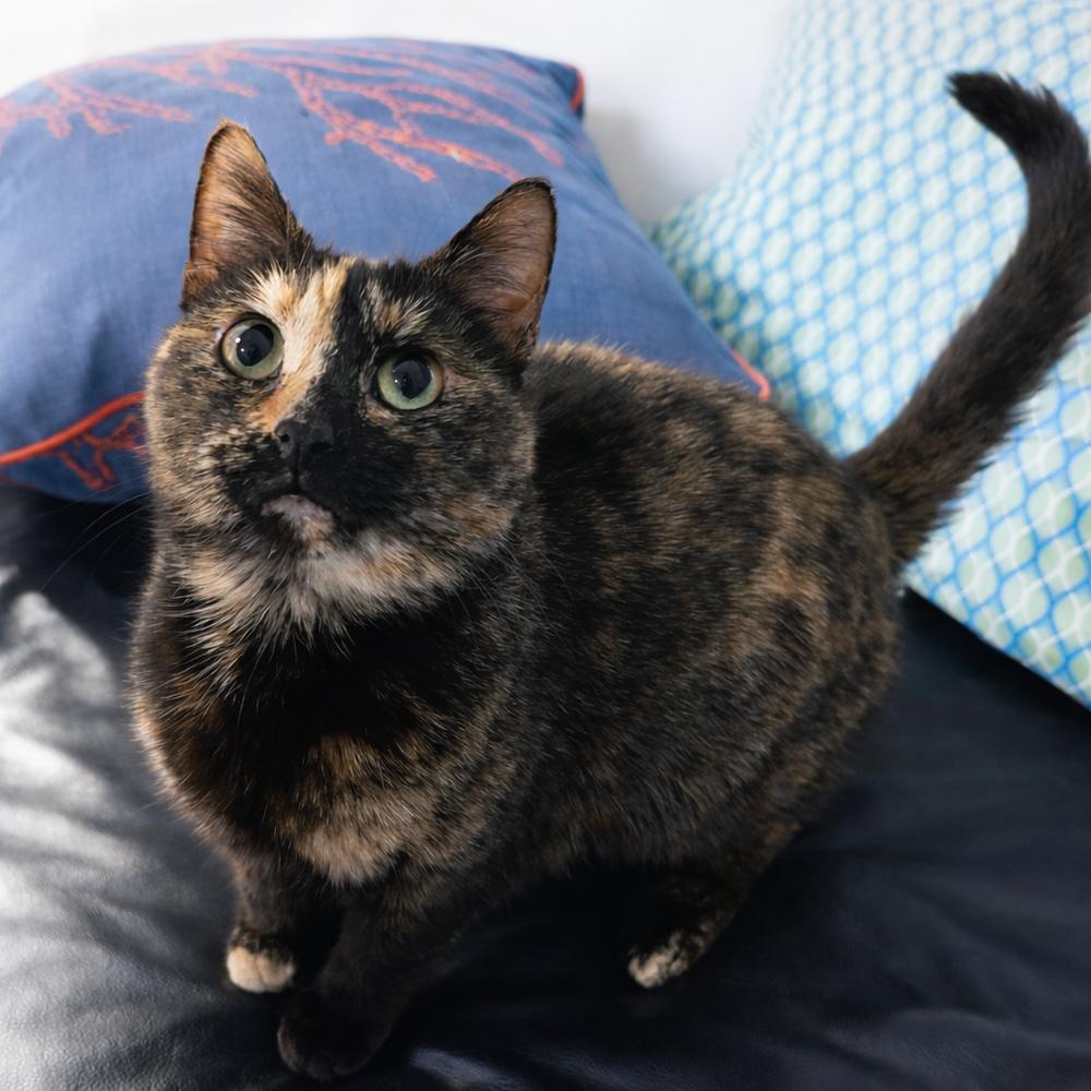 Dahlia - FIV+, Adoptable, Adult Female Domestic Short Hair & Domestic Short Hair.