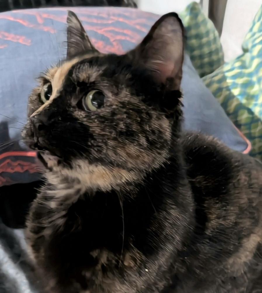 Enlarge Dahlia - FIV+, a Adoptable mixed breed in Homer Glen, IL image 2/4