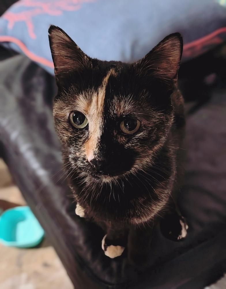 Enlarge Dahlia - FIV+, a Adoptable mixed breed in Homer Glen, IL image 3/4