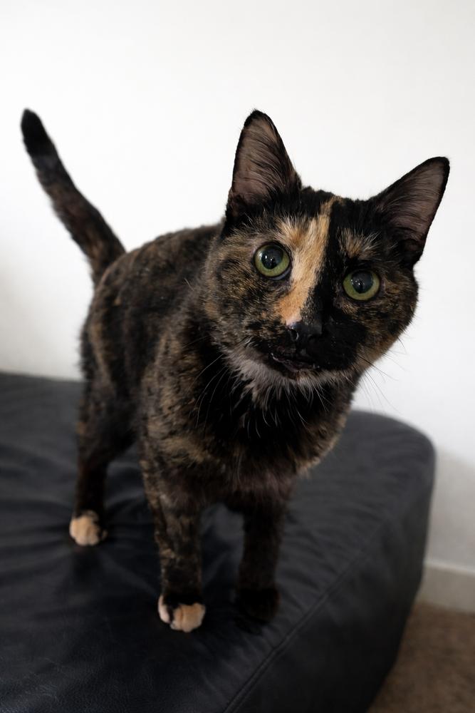 Enlarge Dahlia - FIV+, a Adoptable mixed breed in Homer Glen, IL image 4/4