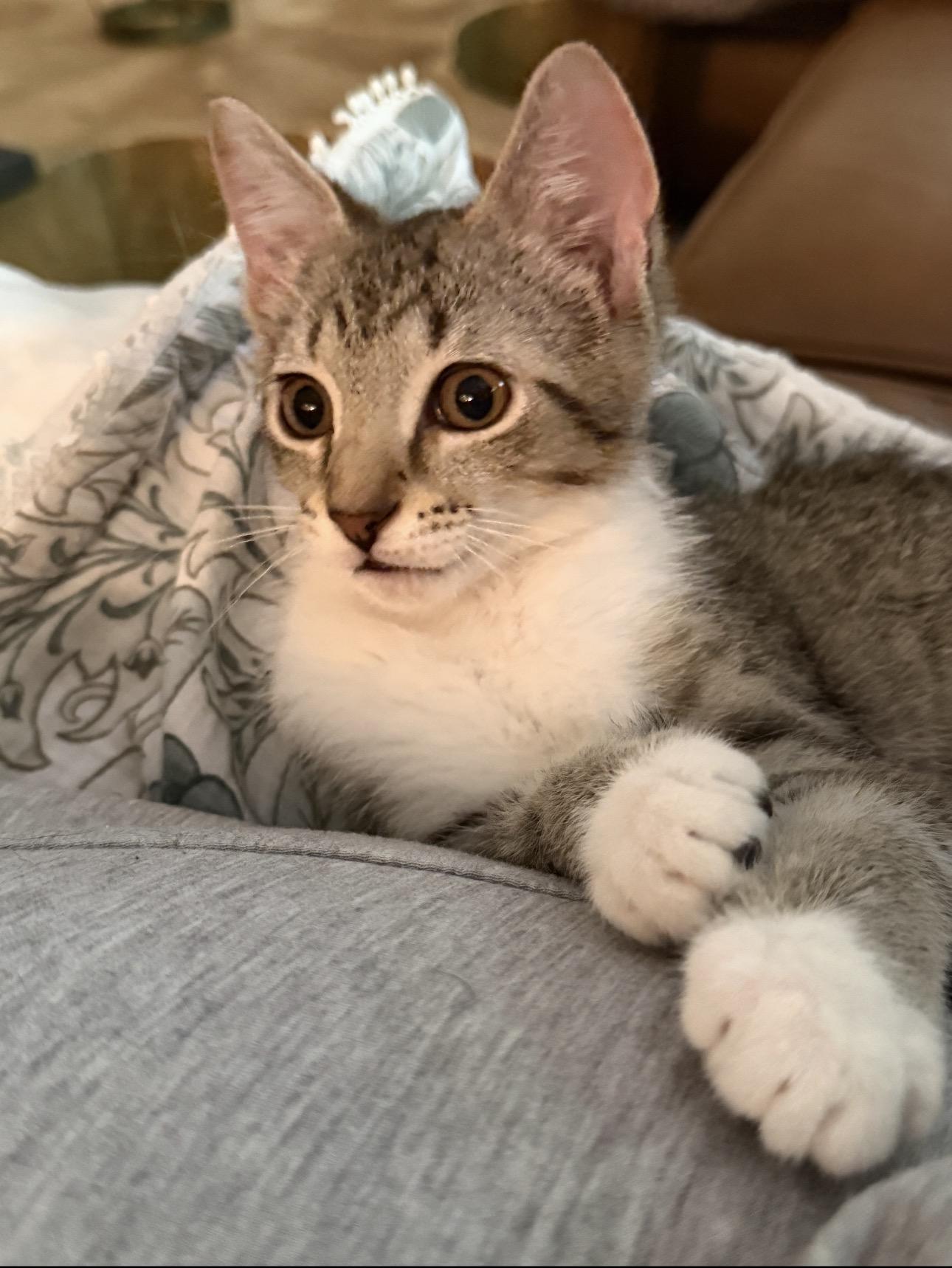 Clyde, Adoptable, Kitten Male Domestic Short Hair & Tabby.