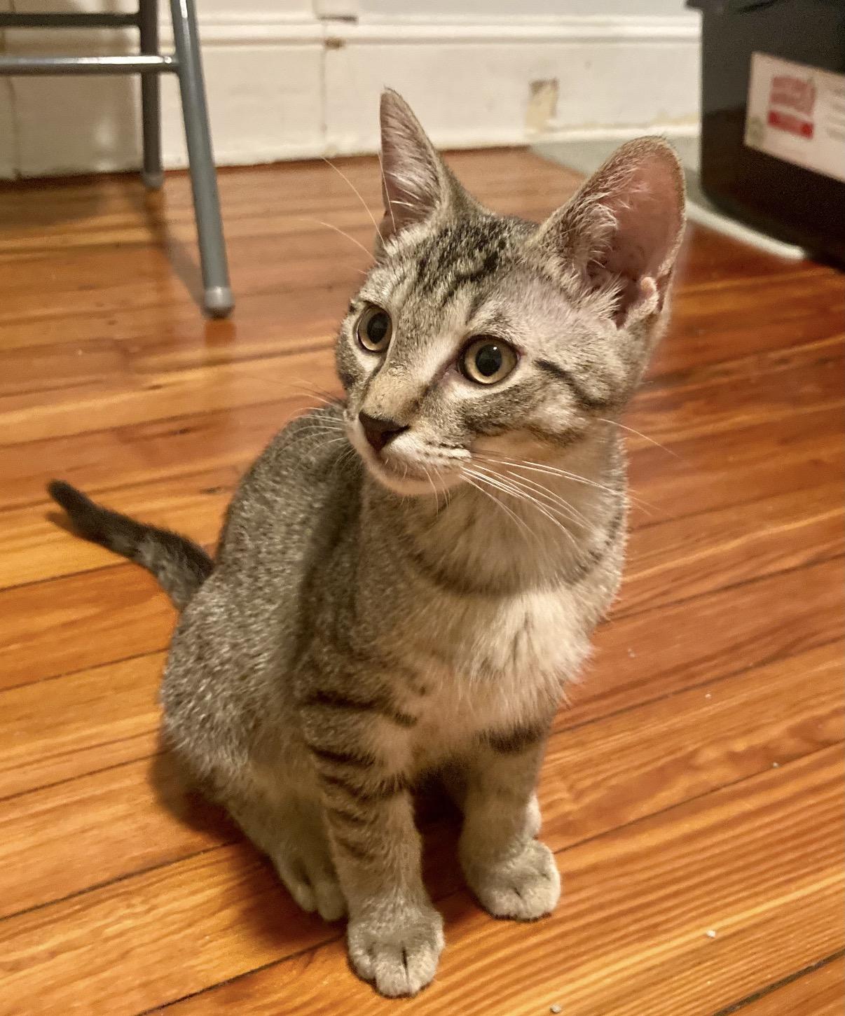 Doho, Adoptable, Kitten Male Domestic Short Hair.