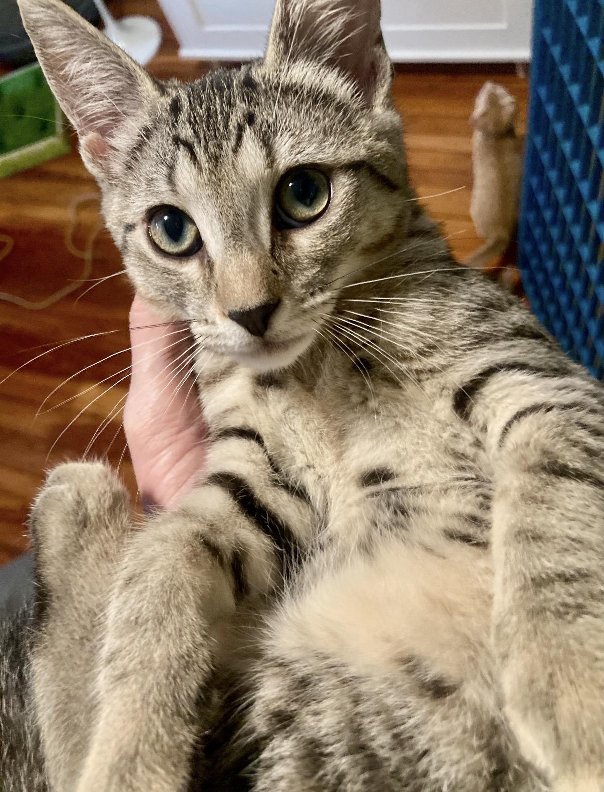 Enlarge Doho, a Adoptable Domestic Short Hair in Philadelphia, PA image 2/2