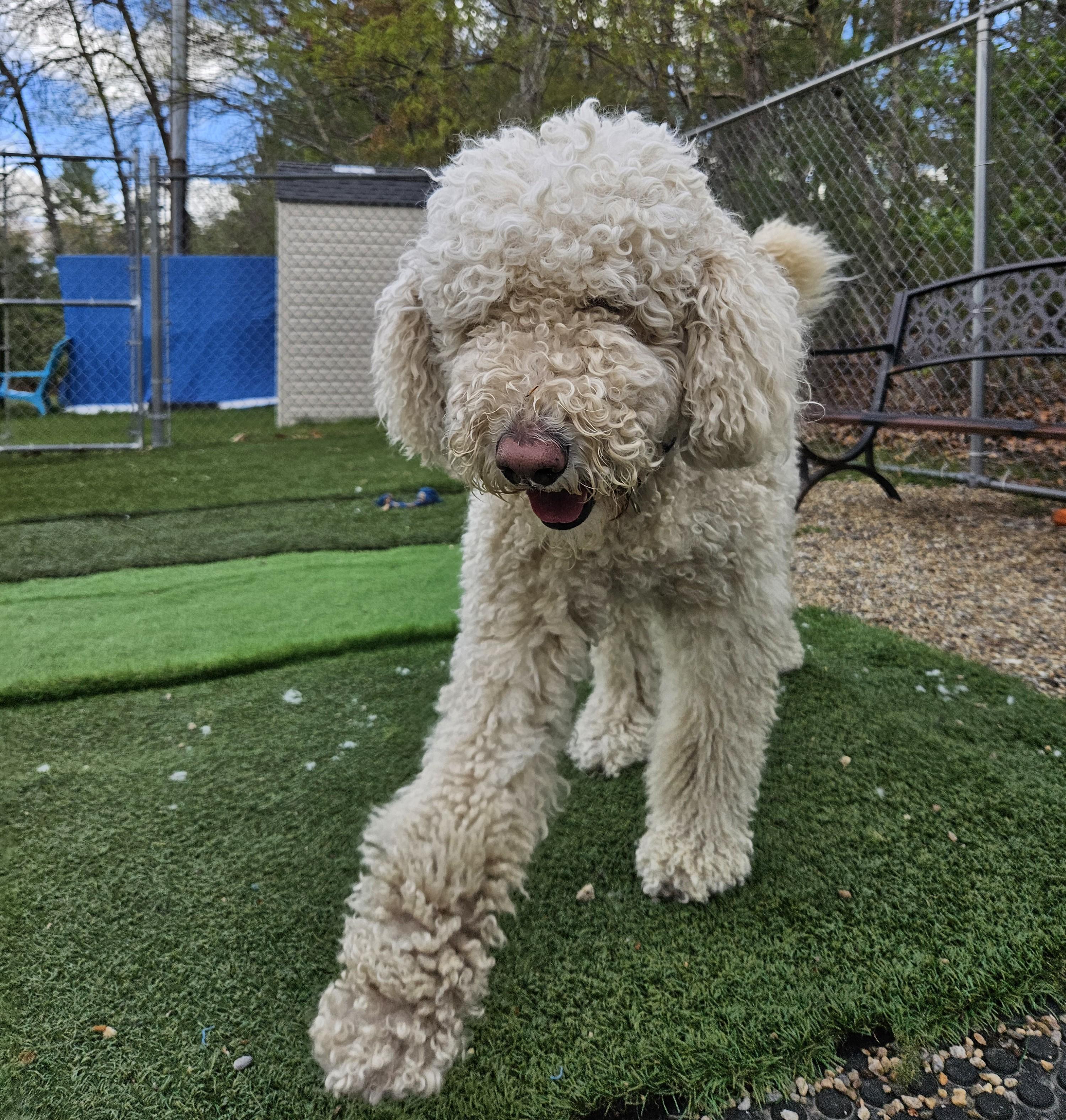 Enlarge Millie, an adopted mixed breed in Medfield, MA image 2/5