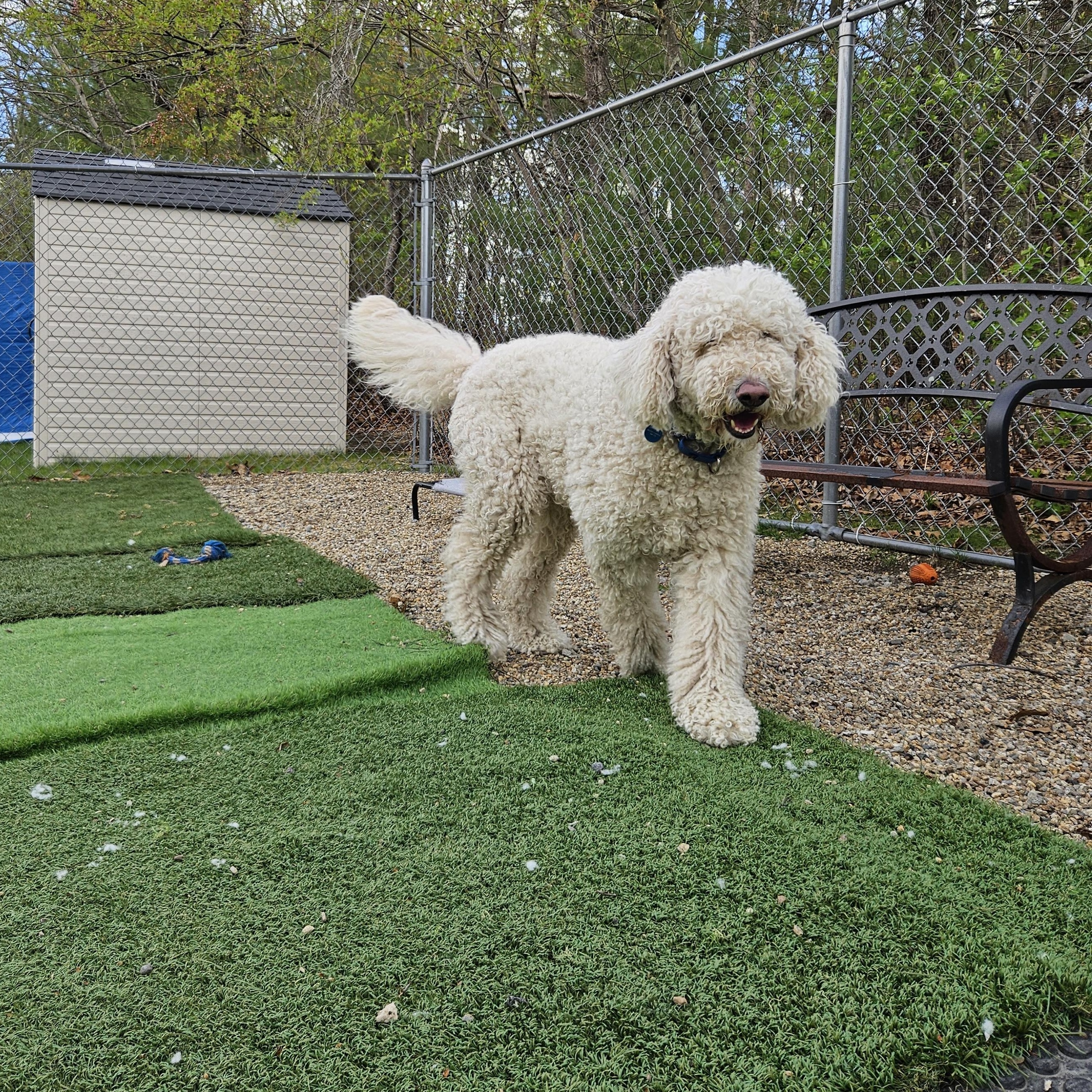 Enlarge Millie, an adopted mixed breed in Medfield, MA image 4/5