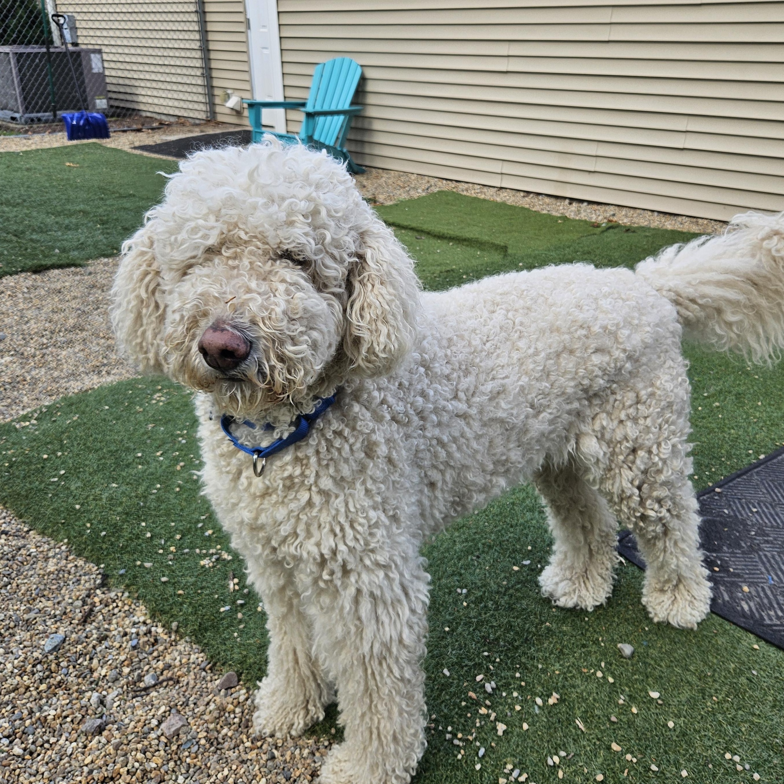 Enlarge Millie, an adopted mixed breed in Medfield, MA image 5/5