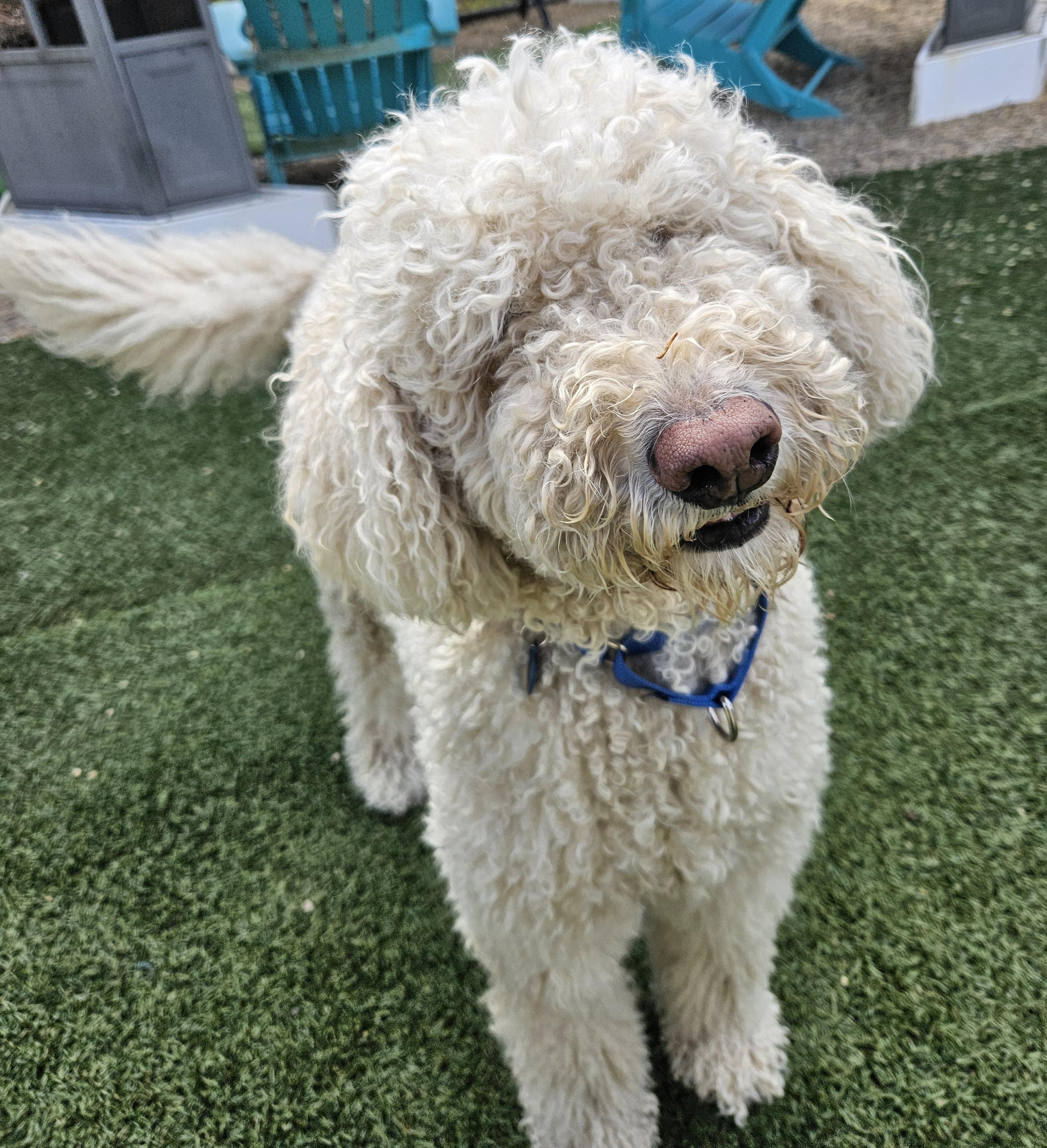 Millie, adopted, Adult Female Labradoodle.