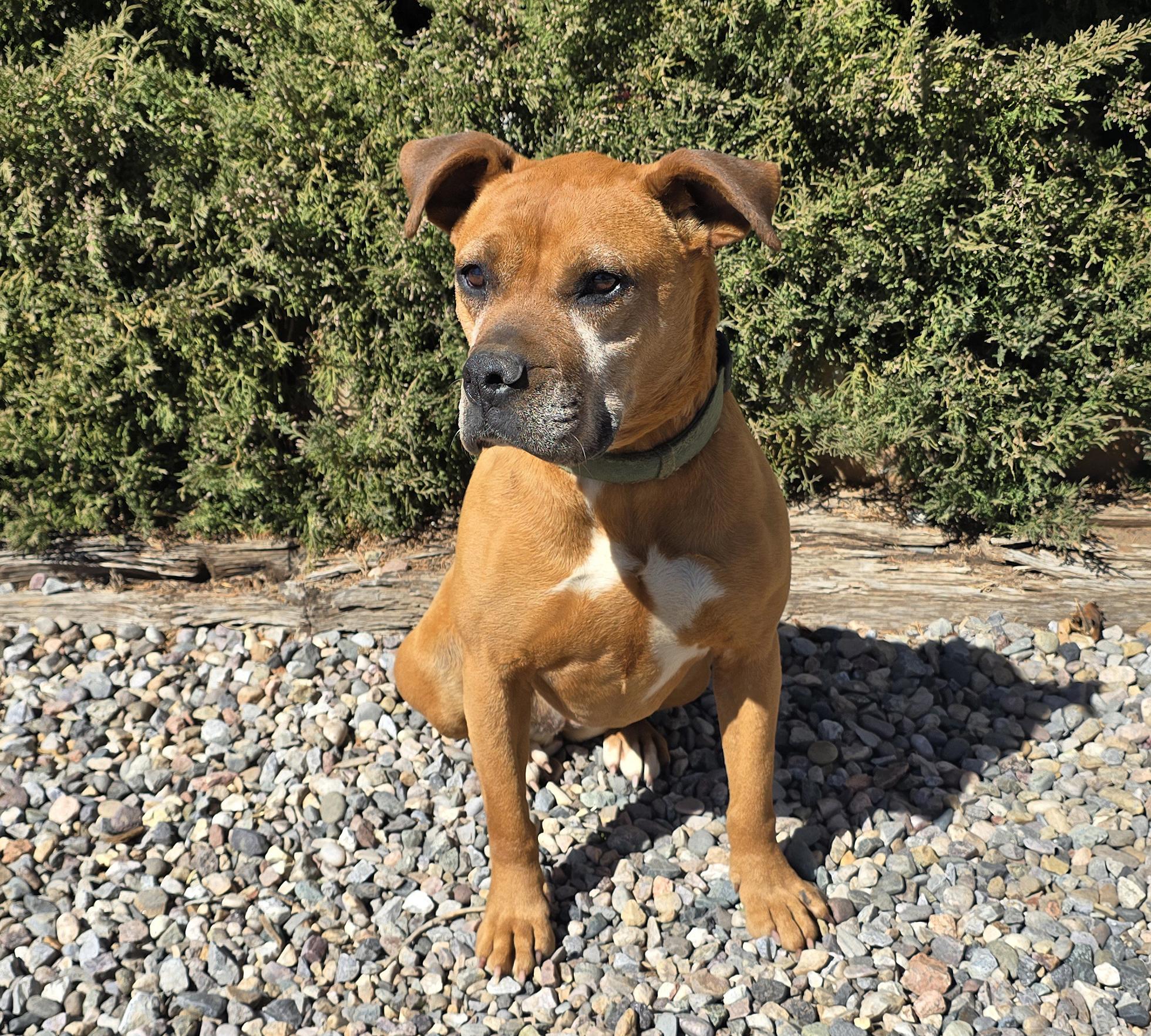 Enlarge Alluring Ms Artesia ~ Brilliant BoxerBull !, a Adoptable mixed breed in Albuquerque, NM image 2/2