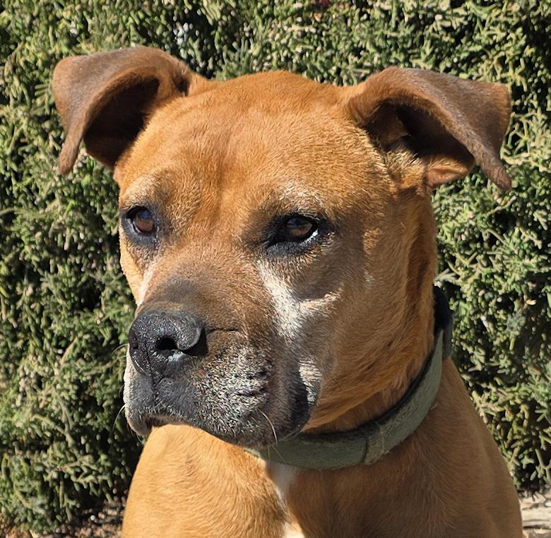 Enlarge Alluring Ms Artesia ~ Brilliant BoxerBull !, a Adoptable mixed breed in Albuquerque, NM image 1/2
