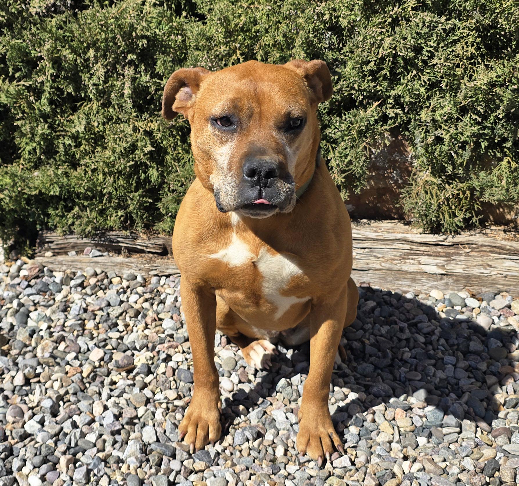 Enlarge Alluring Ms Artesia ~ Brilliant BoxerBull !, a Adoptable mixed breed in Albuquerque, NM image 3/4