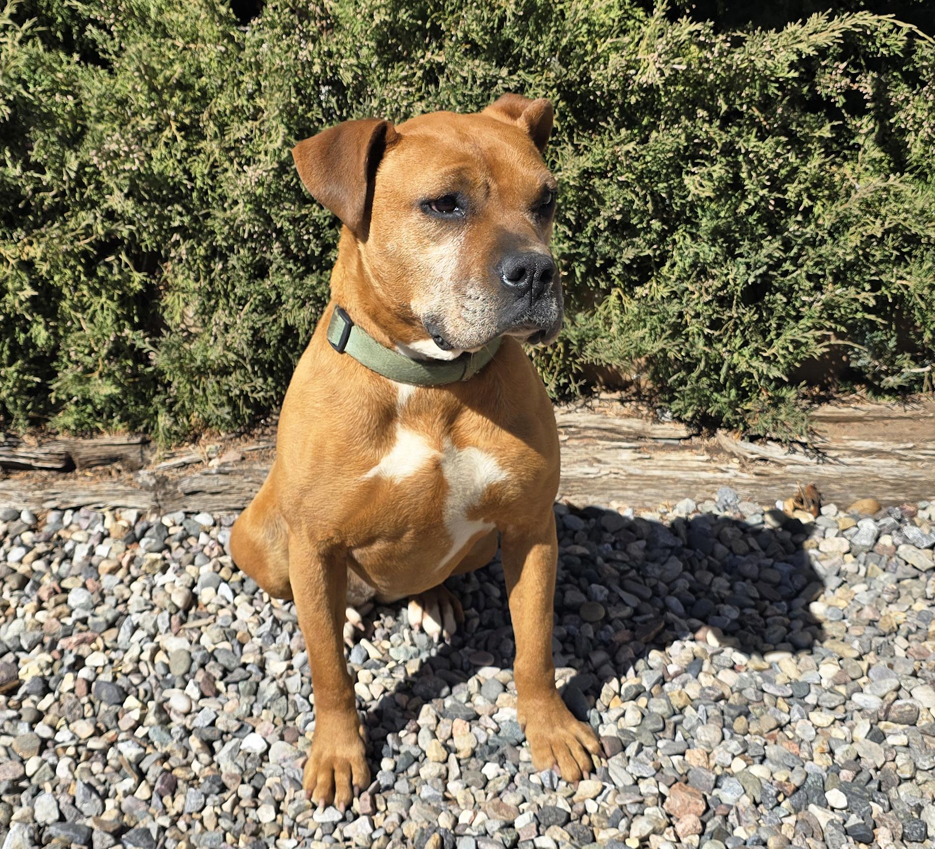 Enlarge Alluring Ms Artesia ~ Brilliant BoxerBull !, a Adoptable mixed breed in Albuquerque, NM image 2/4