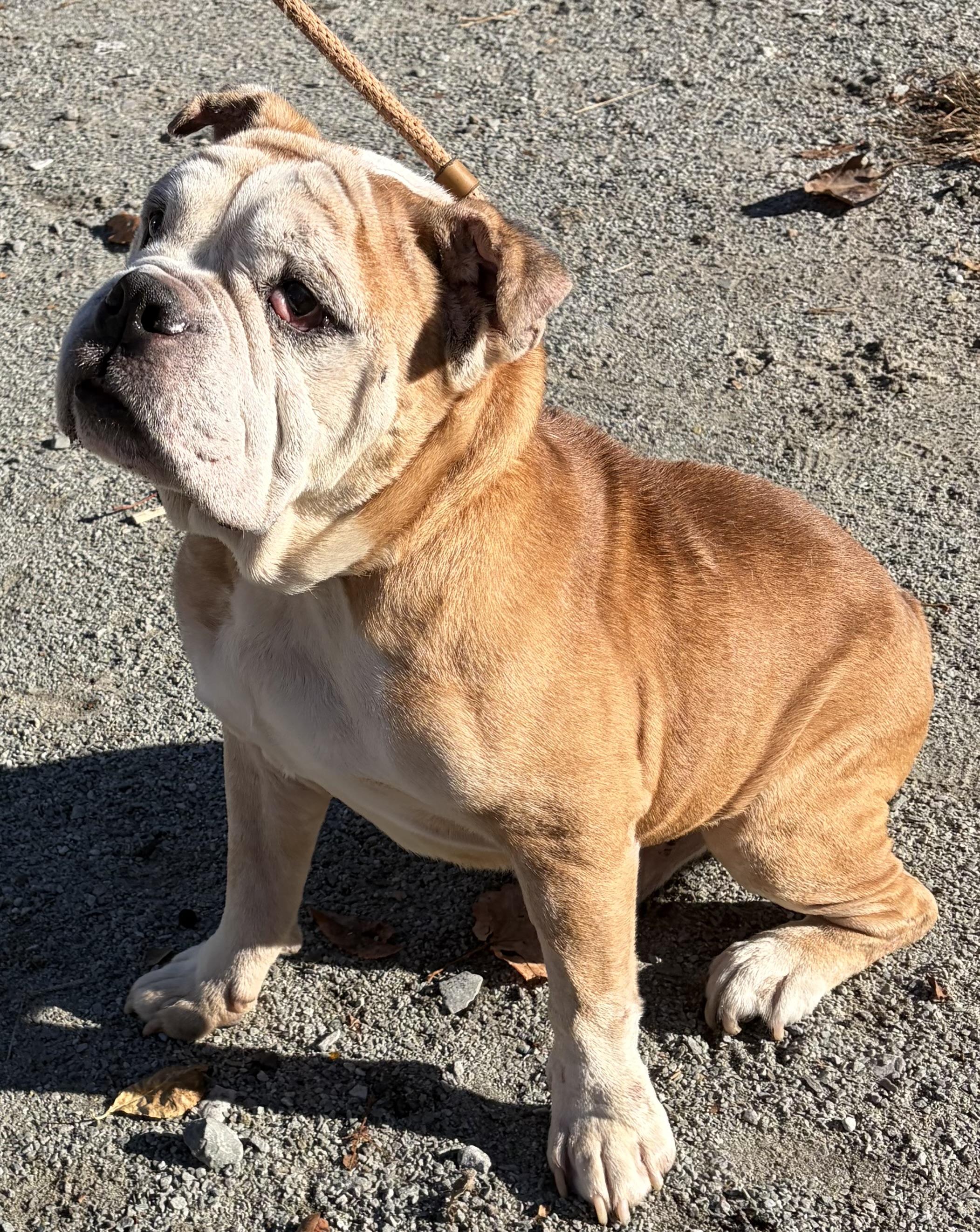 Enlarge Bamboo, a Adoptable Bulldog in McKeesport, PA image 5/6