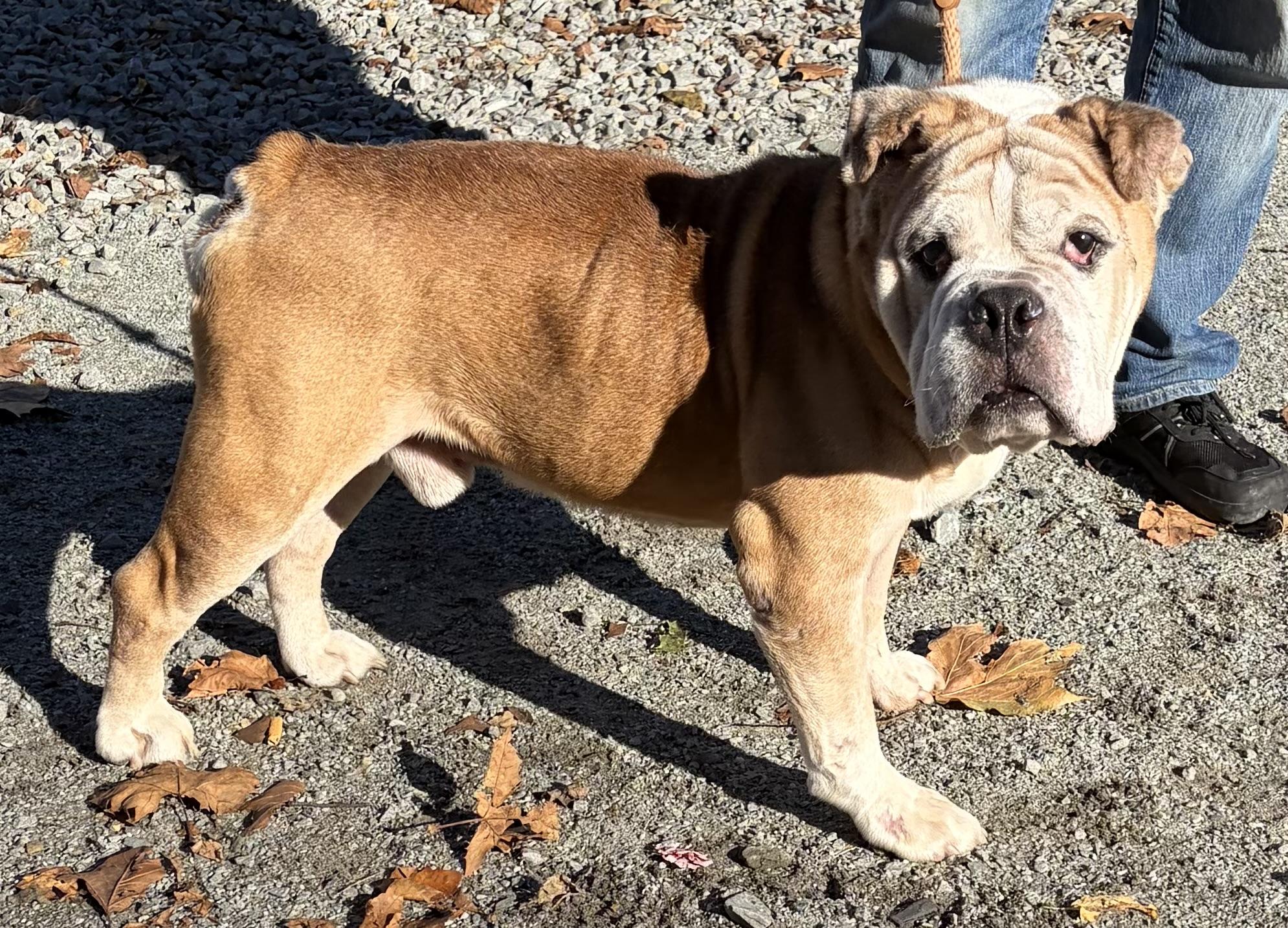 Bamboo, Adoptable, Senior Male Bulldog.
