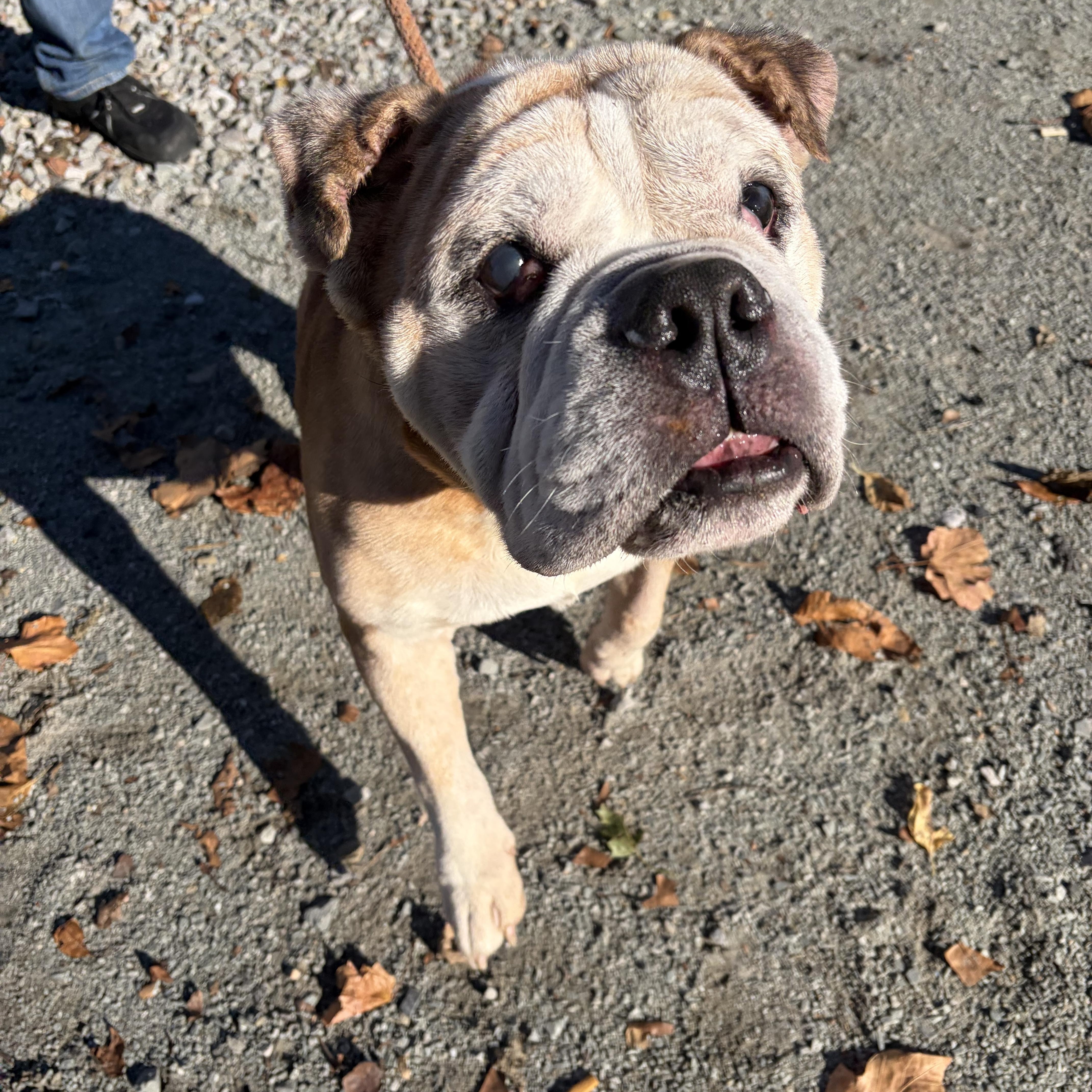 Enlarge Bamboo, a Adoptable Bulldog in McKeesport, PA image 6/6