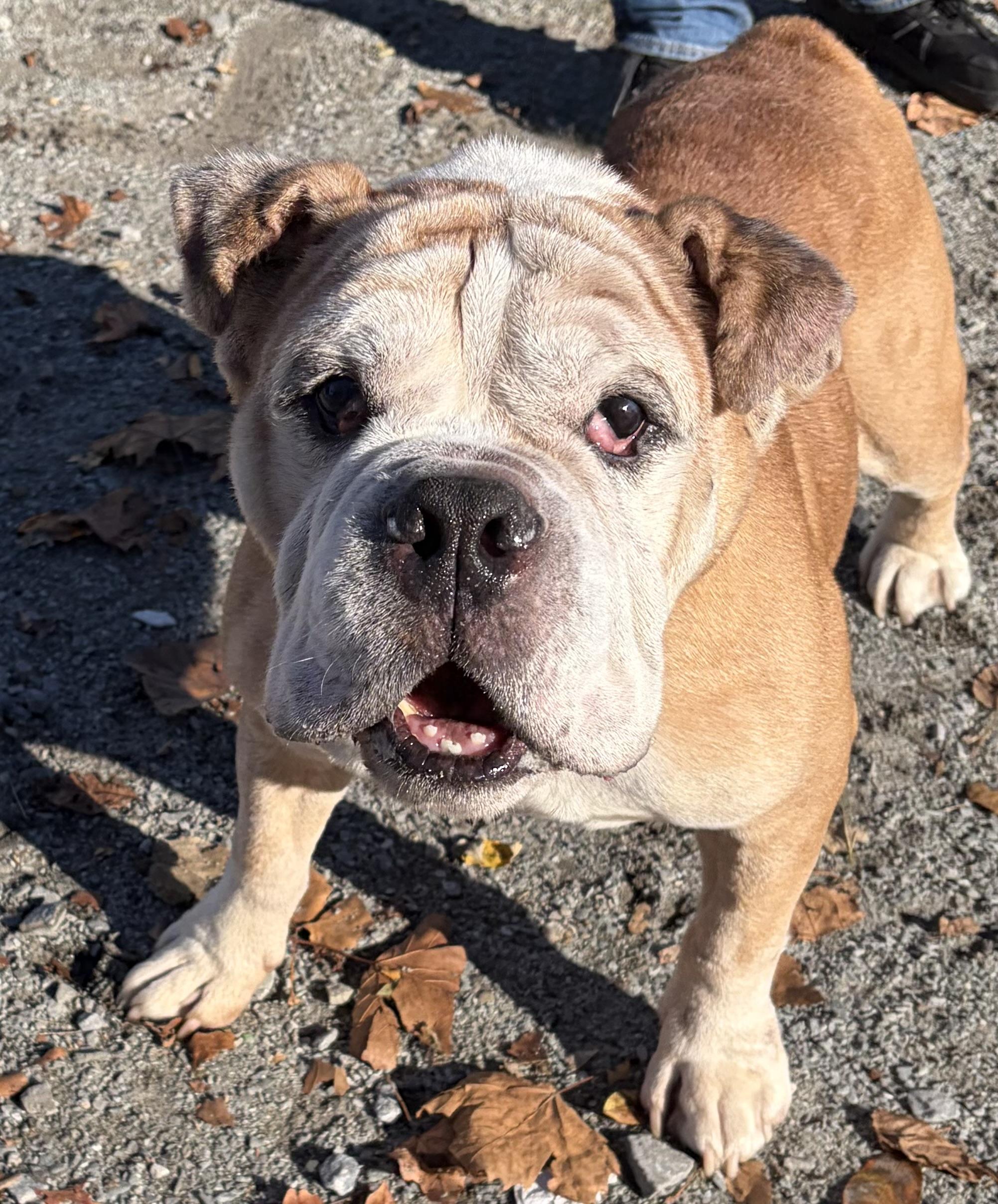 Enlarge Bamboo, a Adoptable Bulldog in McKeesport, PA image 2/6