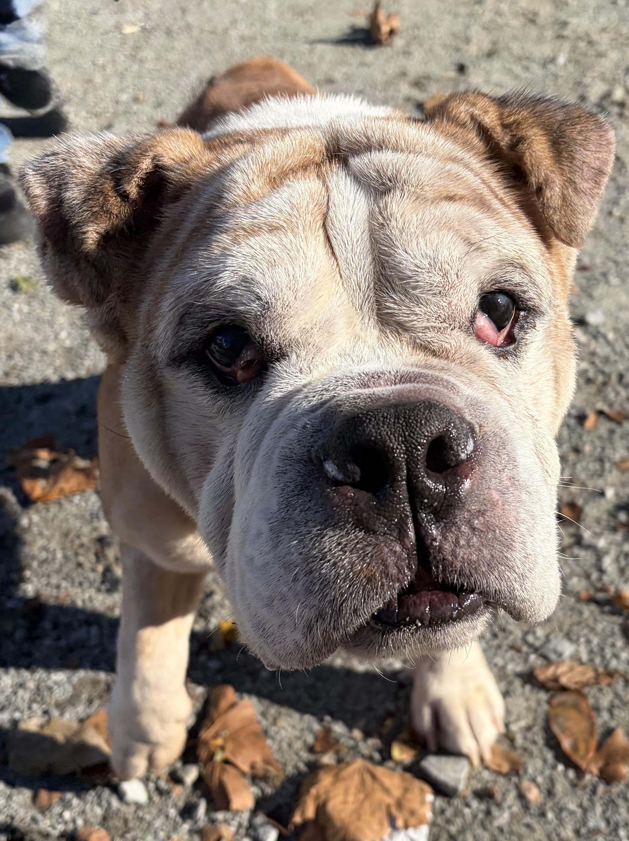 Enlarge Bamboo, a Adoptable Bulldog in McKeesport, PA image 3/6