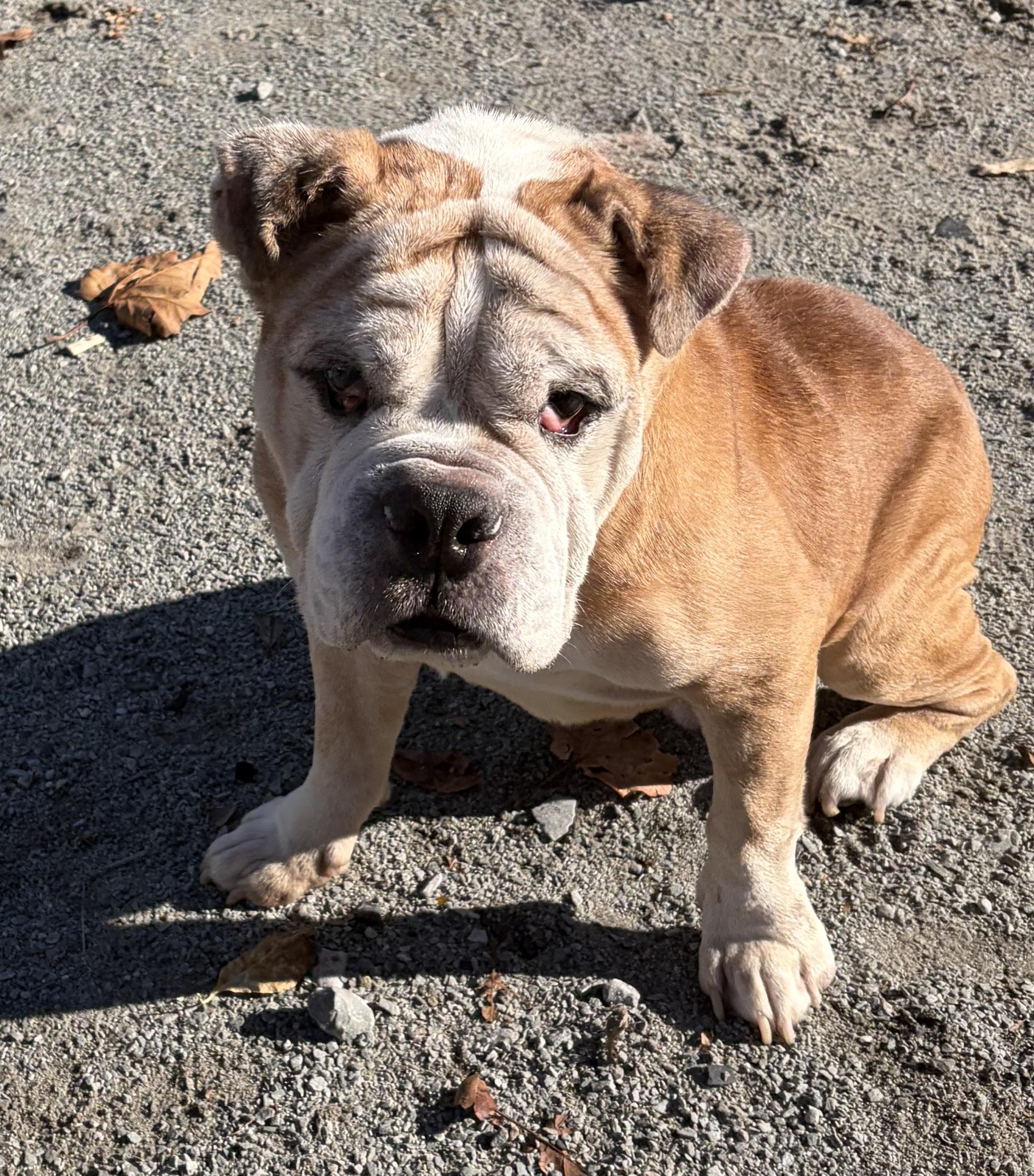 Enlarge Bamboo, a Adoptable Bulldog in McKeesport, PA image 4/6