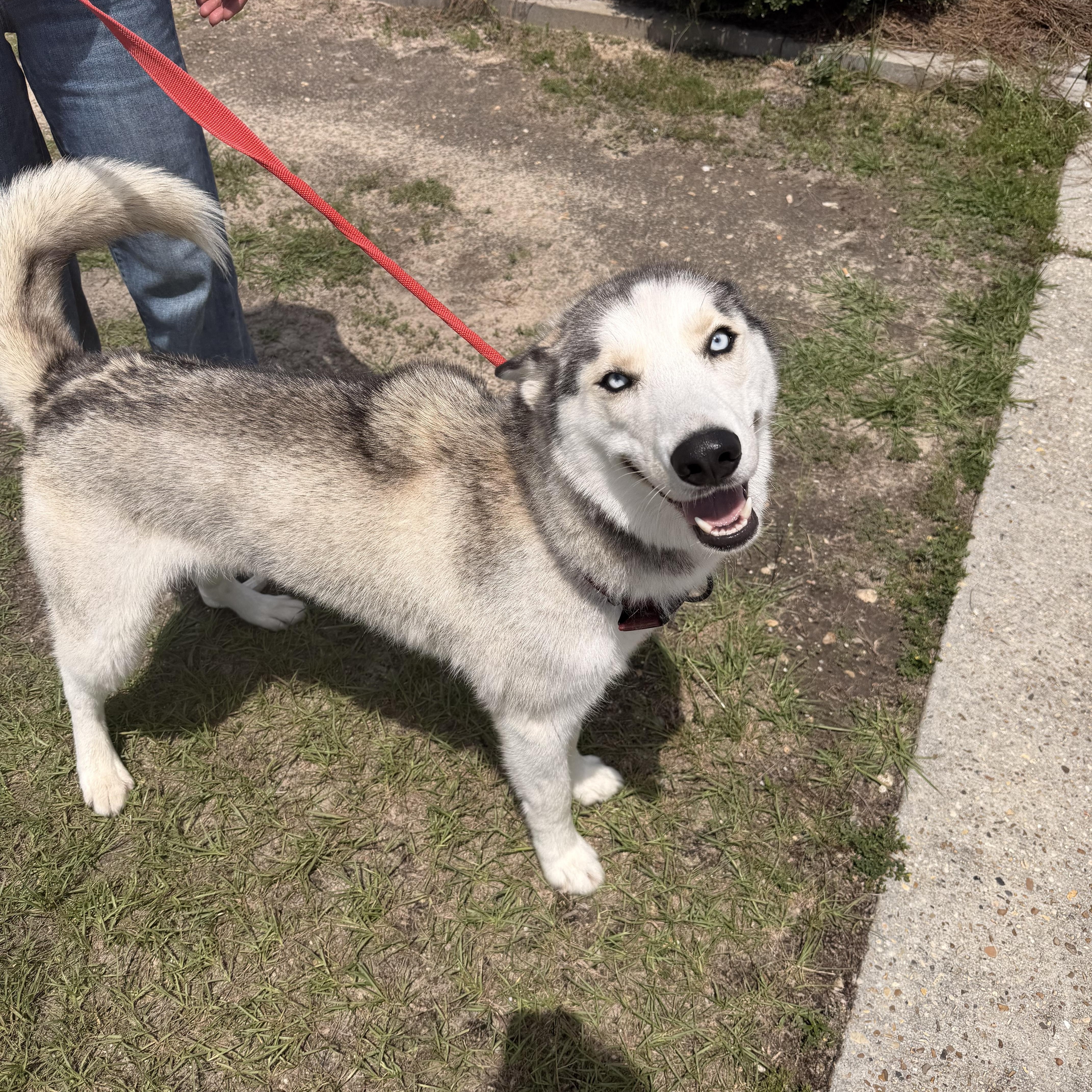 loki, a Adoptable Husky in South Amboy, NJ image 2/4