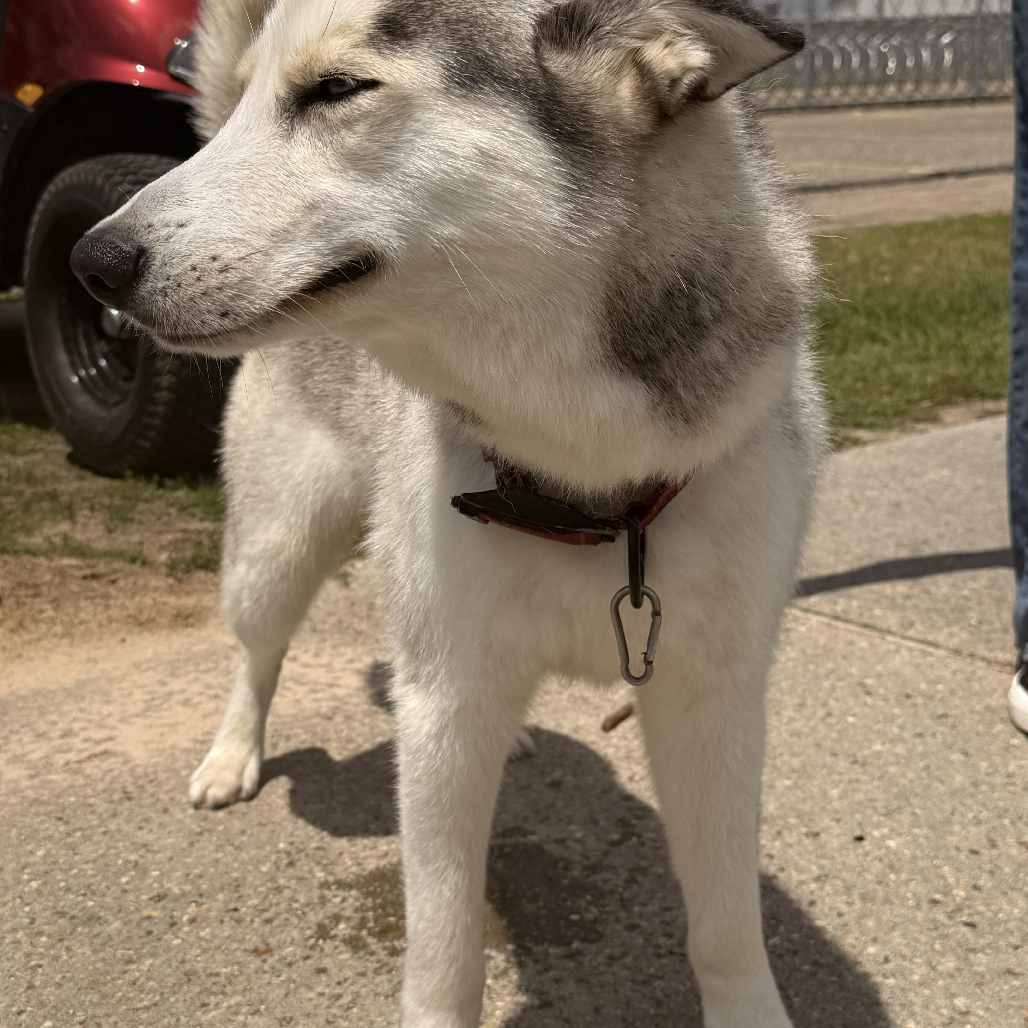 loki, Adoptable, Puppy Male Husky.