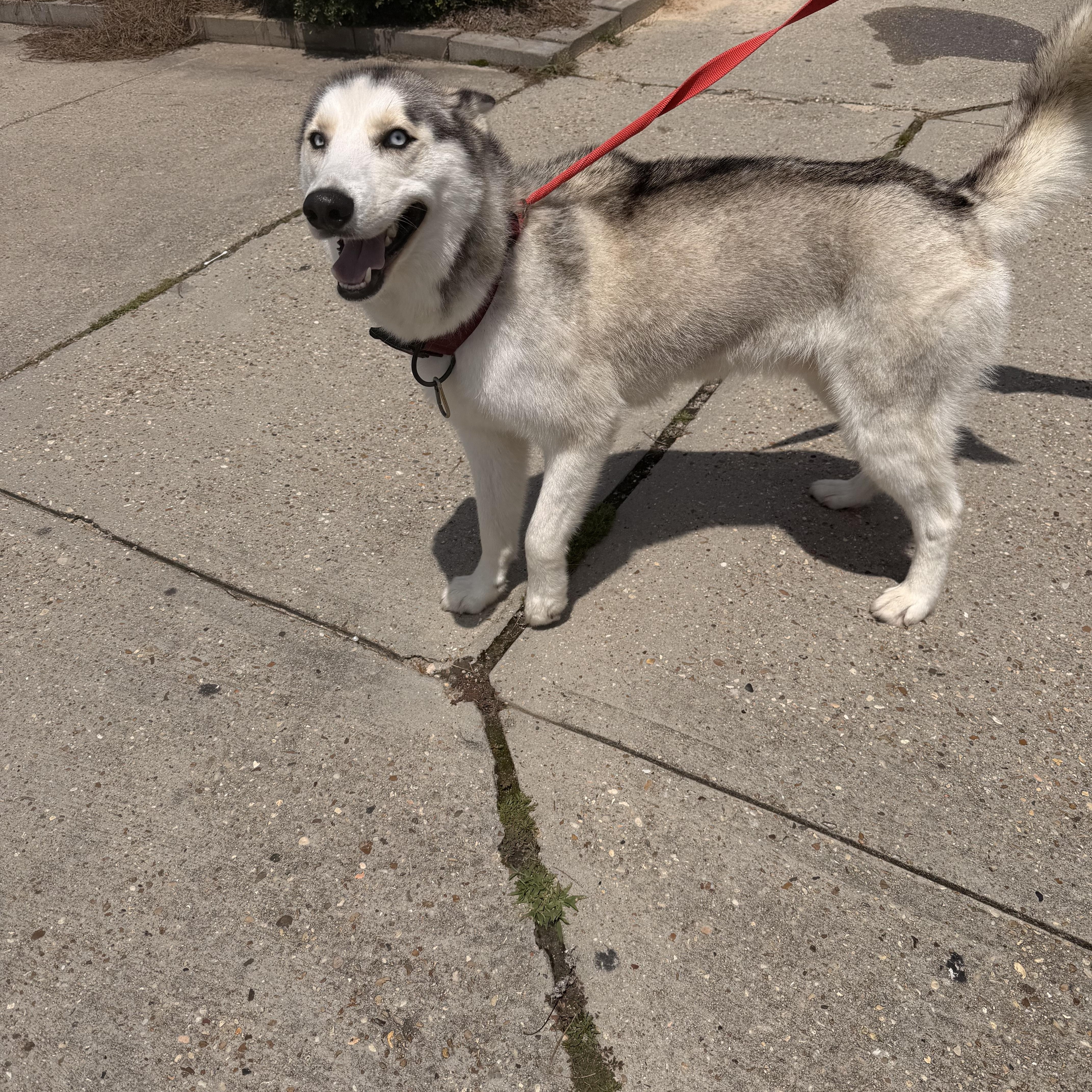 loki, a Adoptable Husky in South Amboy, NJ image 3/4