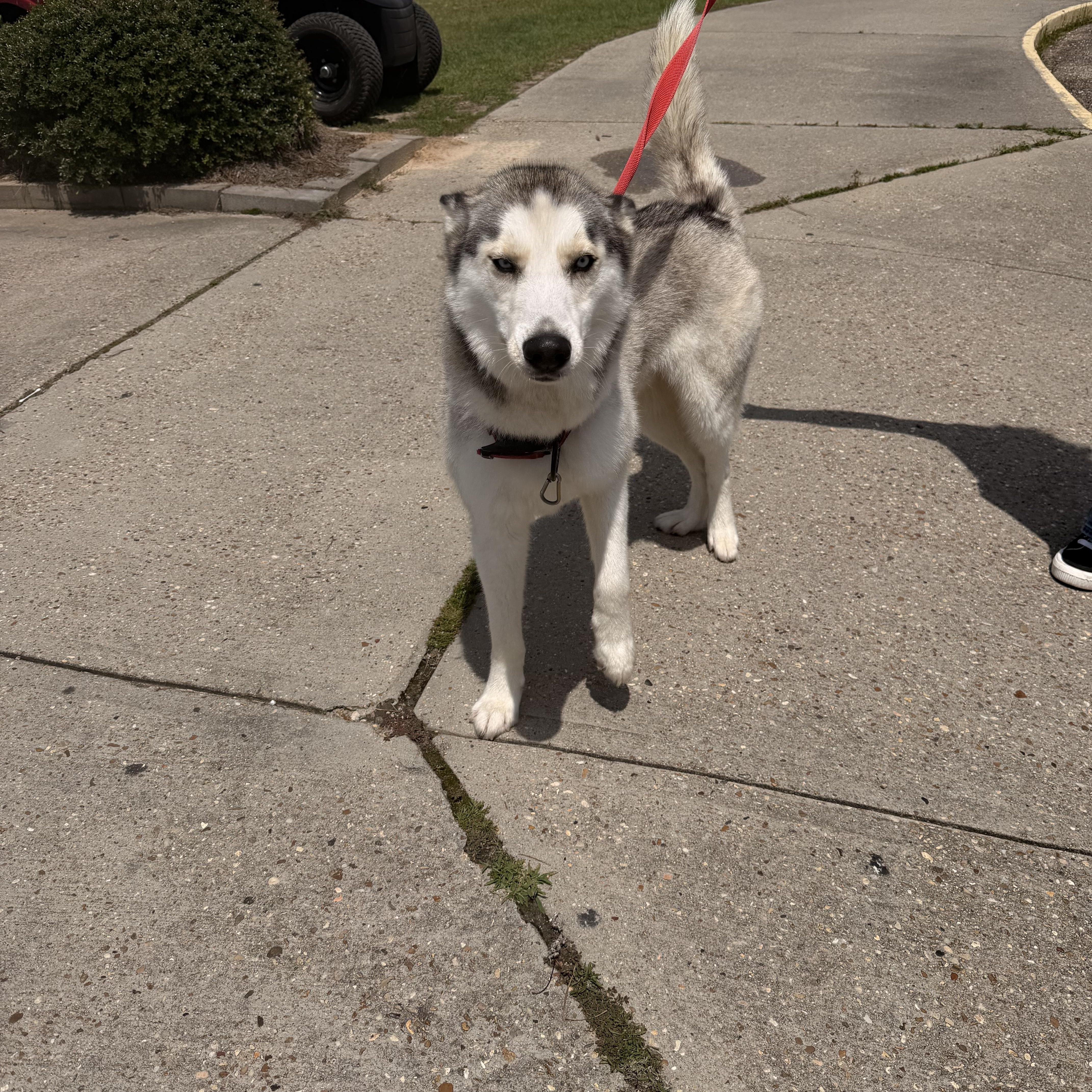 loki, a Adoptable Husky in South Amboy, NJ image 4/4