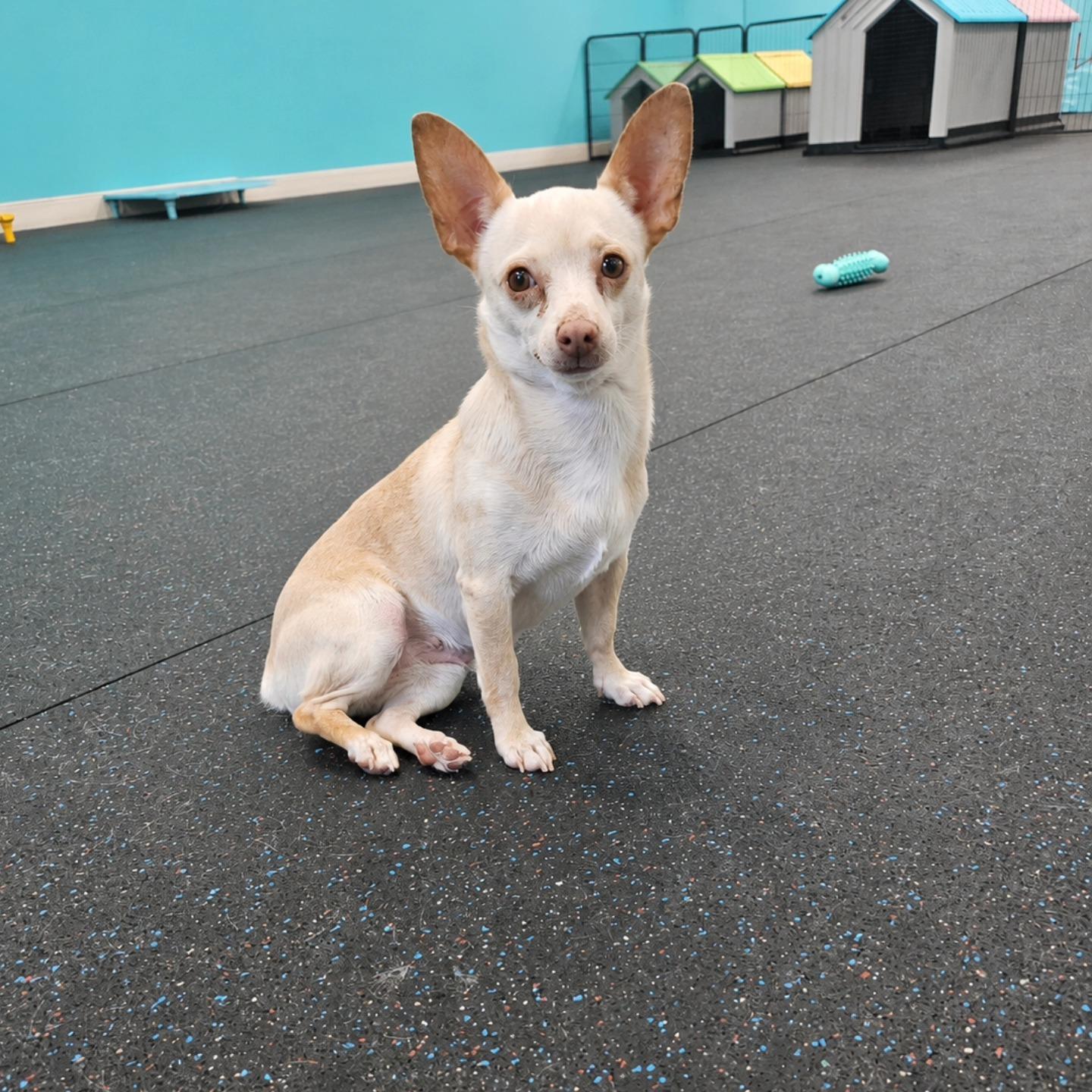 Honey Cream, an adoptable Chihuahua in Miami, FL image 1/4
