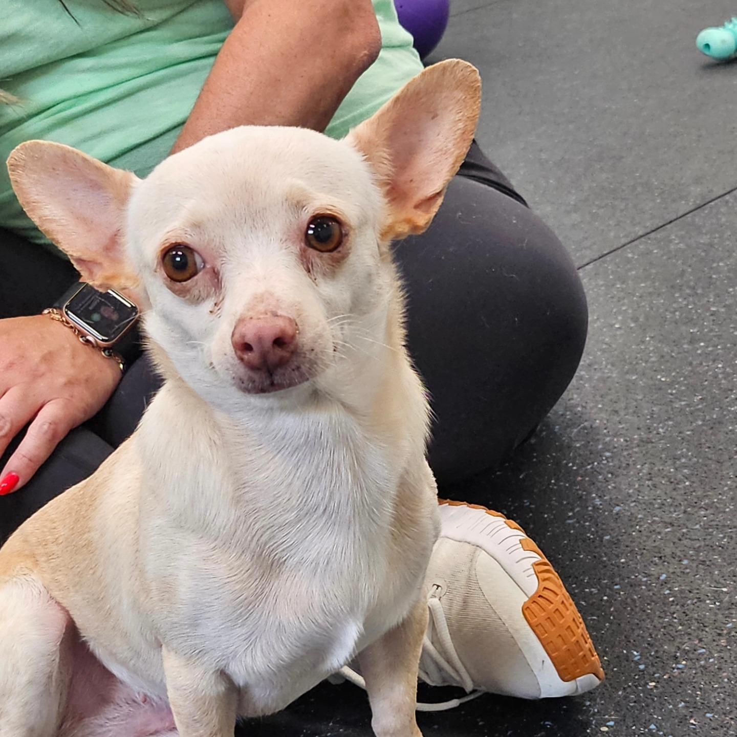 Honey Cream, an adoptable Chihuahua in Miami, FL image 3/4