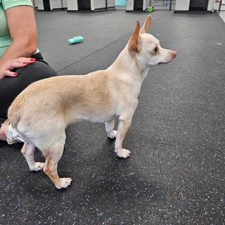 Honey Cream, an adoptable Chihuahua in Miami, FL image 4/4