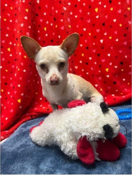Honey Cream, ADOPTABLE, Young Female Chihuahua.