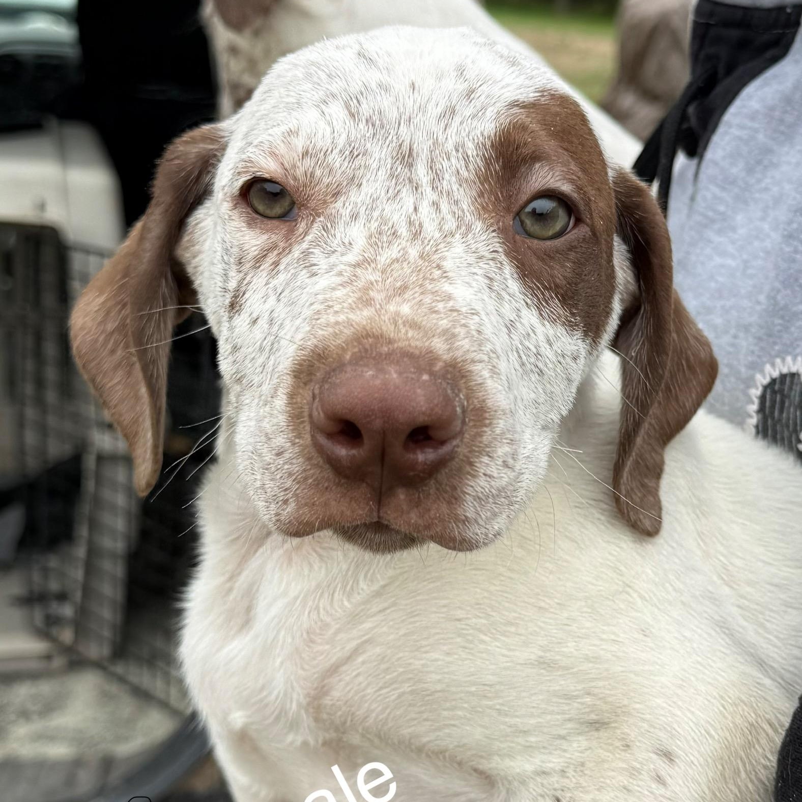 Oak, Adoptable, Puppy Male German Shorthaired Pointer.