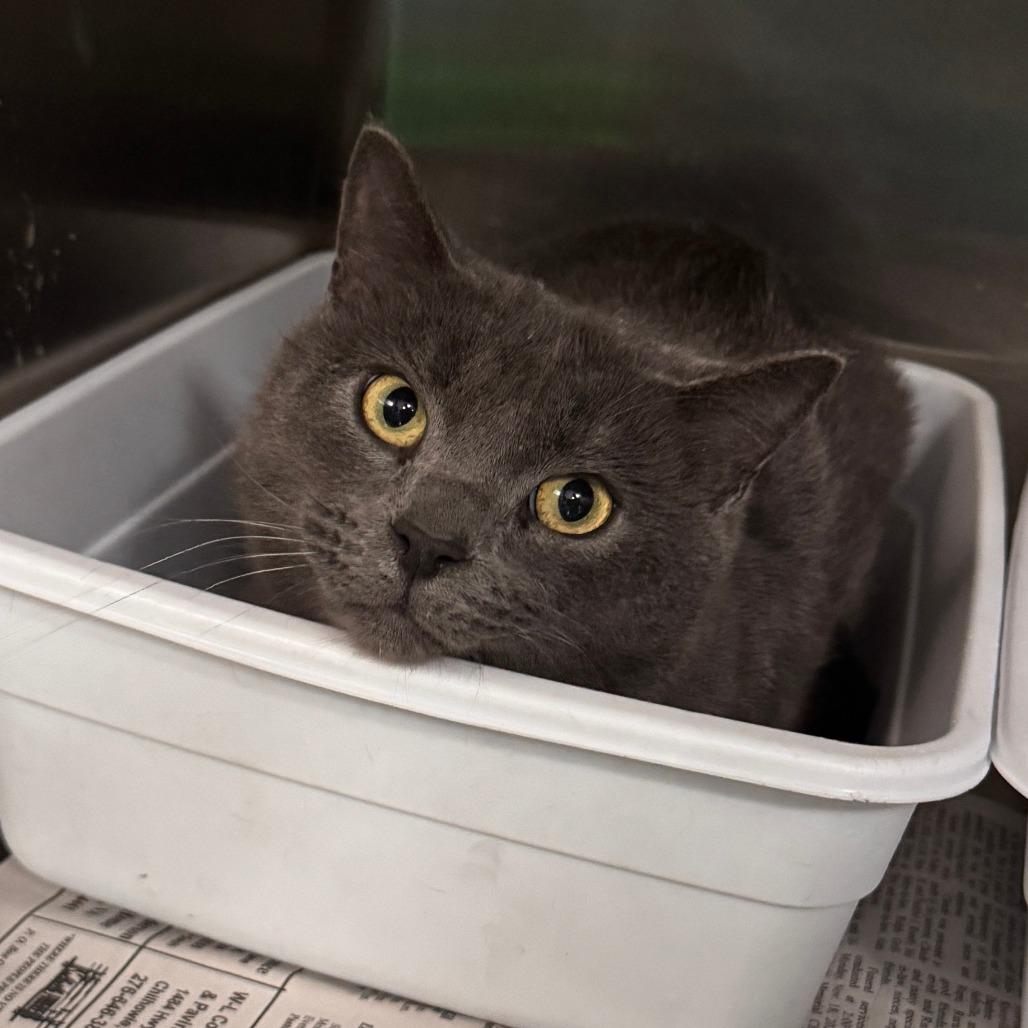 Enlarge Gaston, a Adoptable Domestic Short Hair in Marion, VA image 2/2