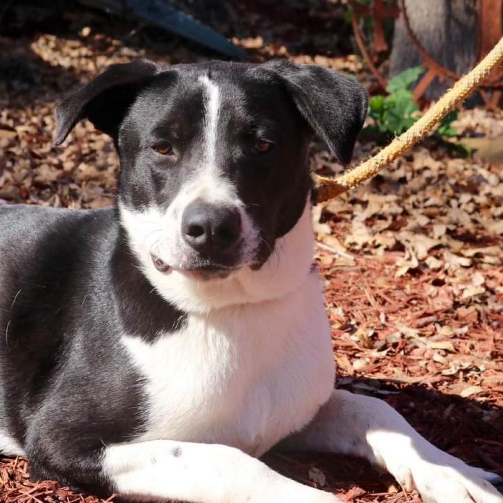 Bobby JuM, an adoptable Spaniel, Pointer in Von Ormy, TX, 78073 | Photo Image 4