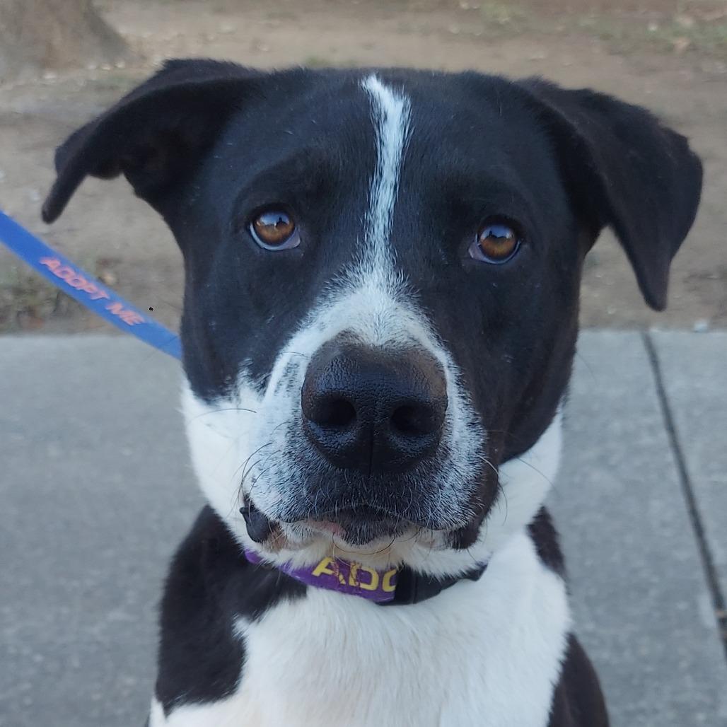Bobby JuM, an adoptable Spaniel, Pointer in Von Ormy, TX, 78073 | Photo Image 1