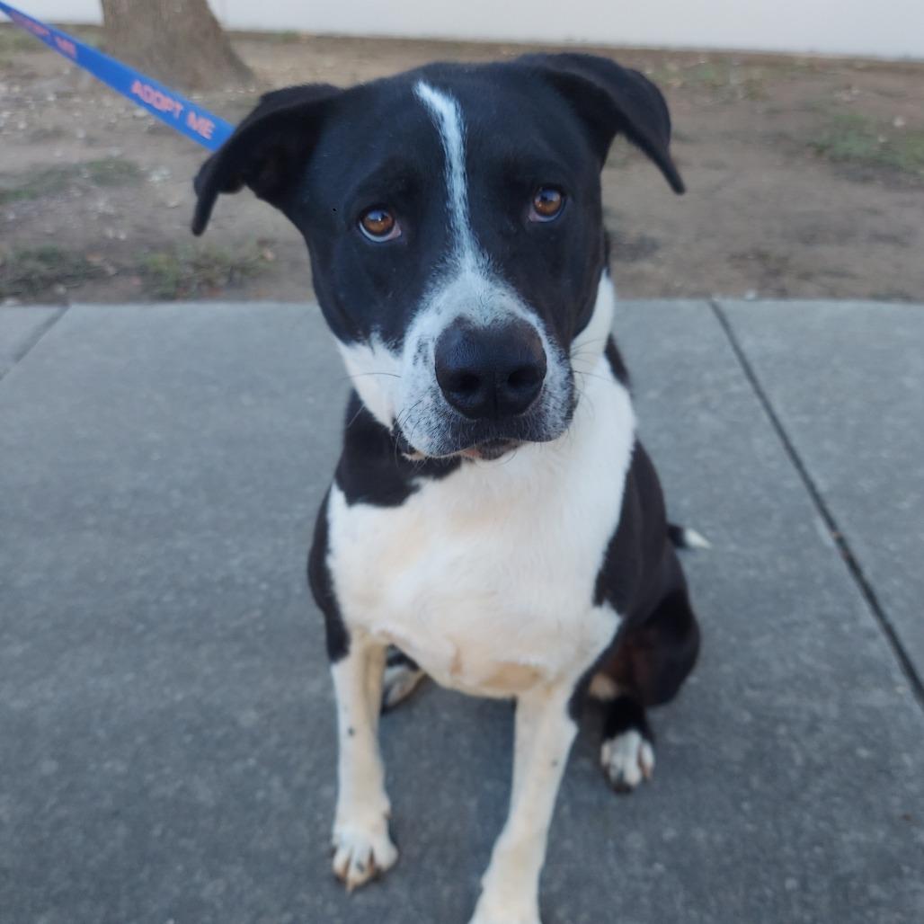 Bobby JuM, an adoptable Spaniel, Pointer in Von Ormy, TX, 78073 | Photo Image 3