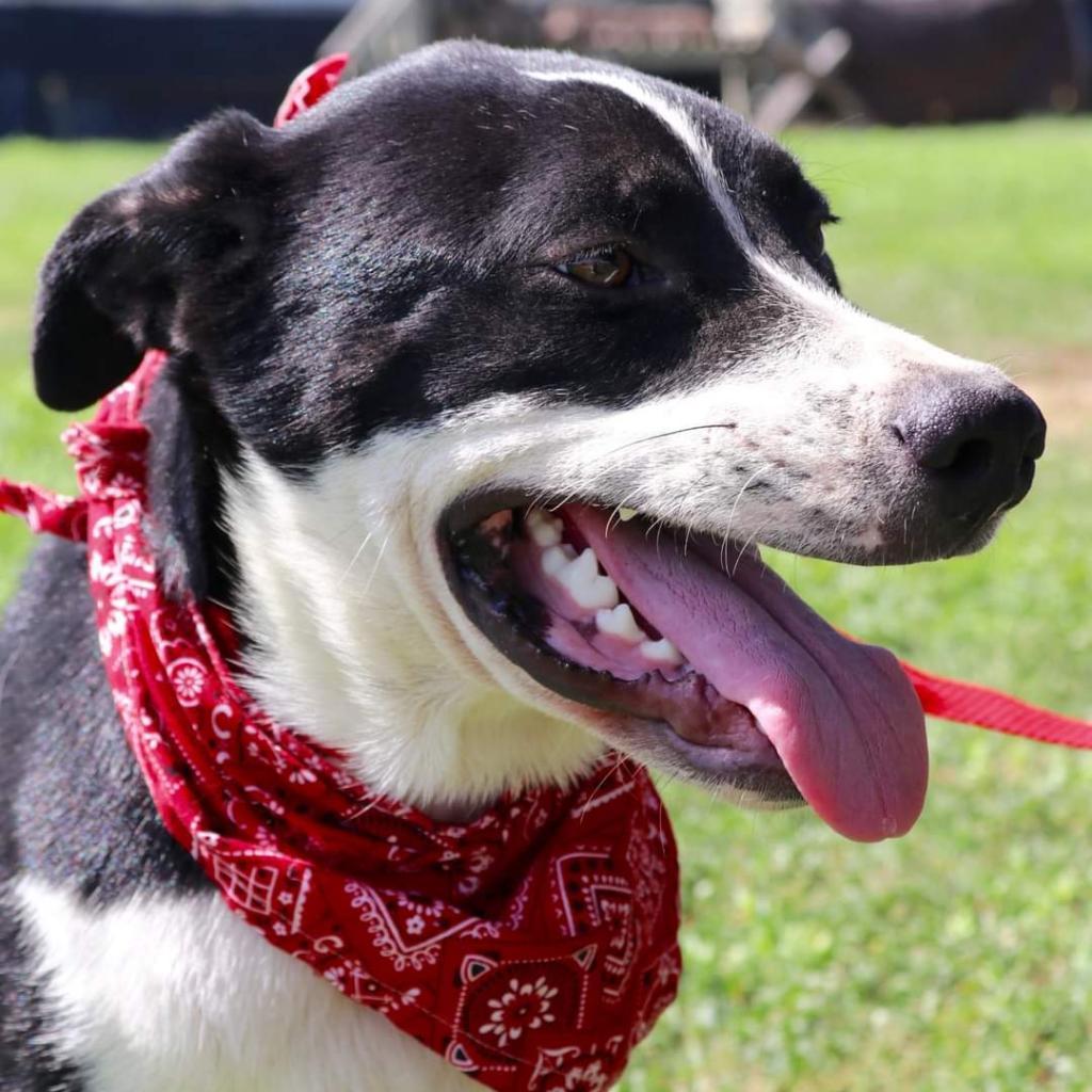 Bobby JuM, an adoptable Spaniel, Pointer in Von Ormy, TX, 78073 | Photo Image 5