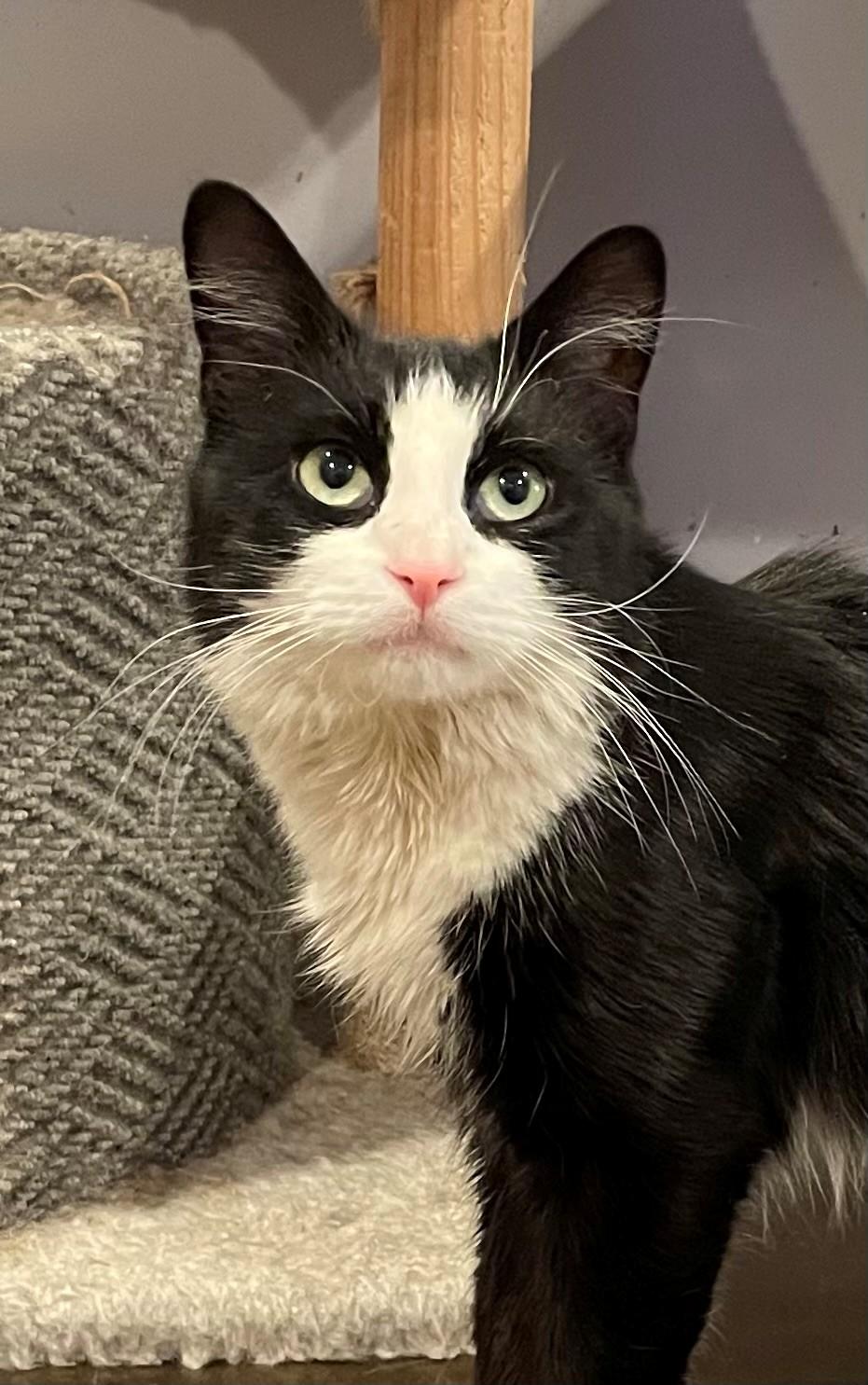 Enlarge Jordan (LE), an adopted Domestic Long Hair in Little Falls, NJ image 4/4