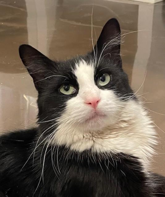 Jordan (LE), adopted, Adult Male Domestic Long Hair.