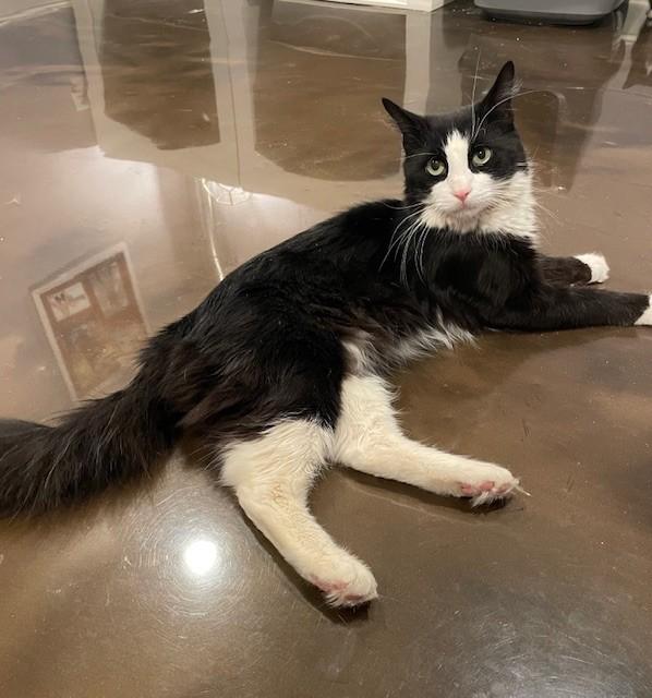 Enlarge Jordan (LE), an adopted Domestic Long Hair in Little Falls, NJ image 3/4