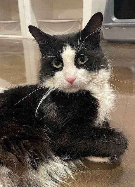 Enlarge Jordan (LE), an adopted Domestic Long Hair in Little Falls, NJ image 2/4