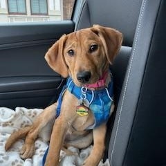 Enlarge Maye, an adopted mixed breed in Warrington, PA image 5/6