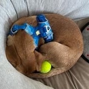 Enlarge Maye, an adopted mixed breed in Warrington, PA image 3/6