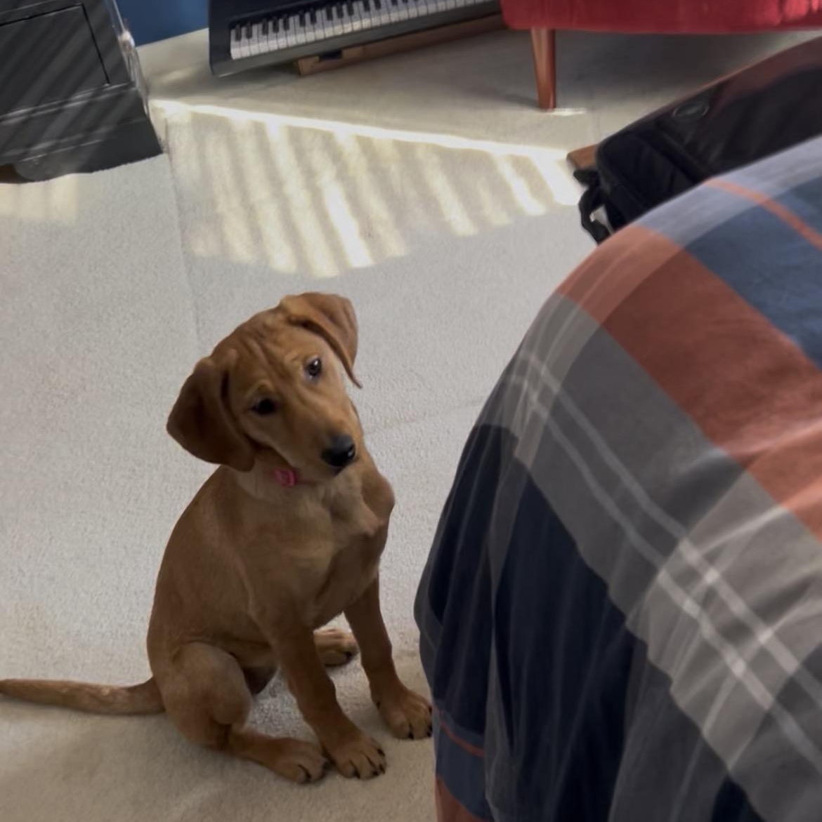 Enlarge Maye, an adopted mixed breed in Warrington, PA image 1/6