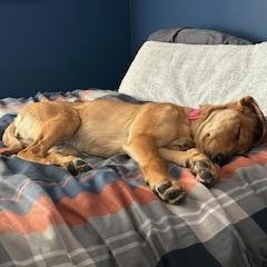 Enlarge Maye, an adopted mixed breed in Warrington, PA image 4/6