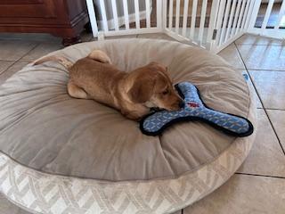 Enlarge Maye, an adopted mixed breed in Warrington, PA image 2/6