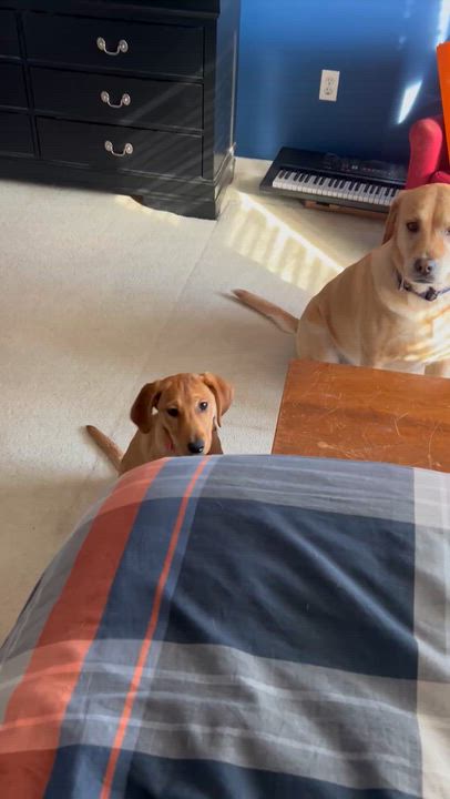 Enlarge Maye, an adopted mixed breed in Warrington, PA video 6/6