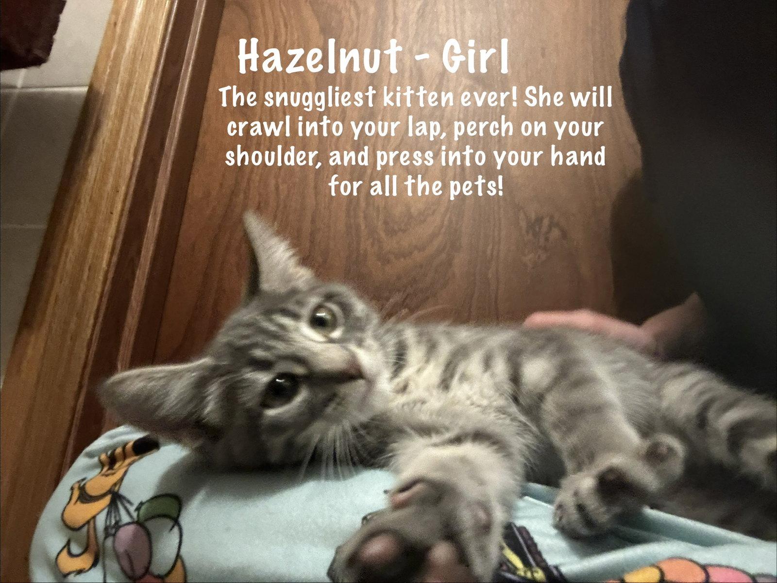 Enlarge Hazelnut, a Adopted Tabby in Maywood, IL image 1/3