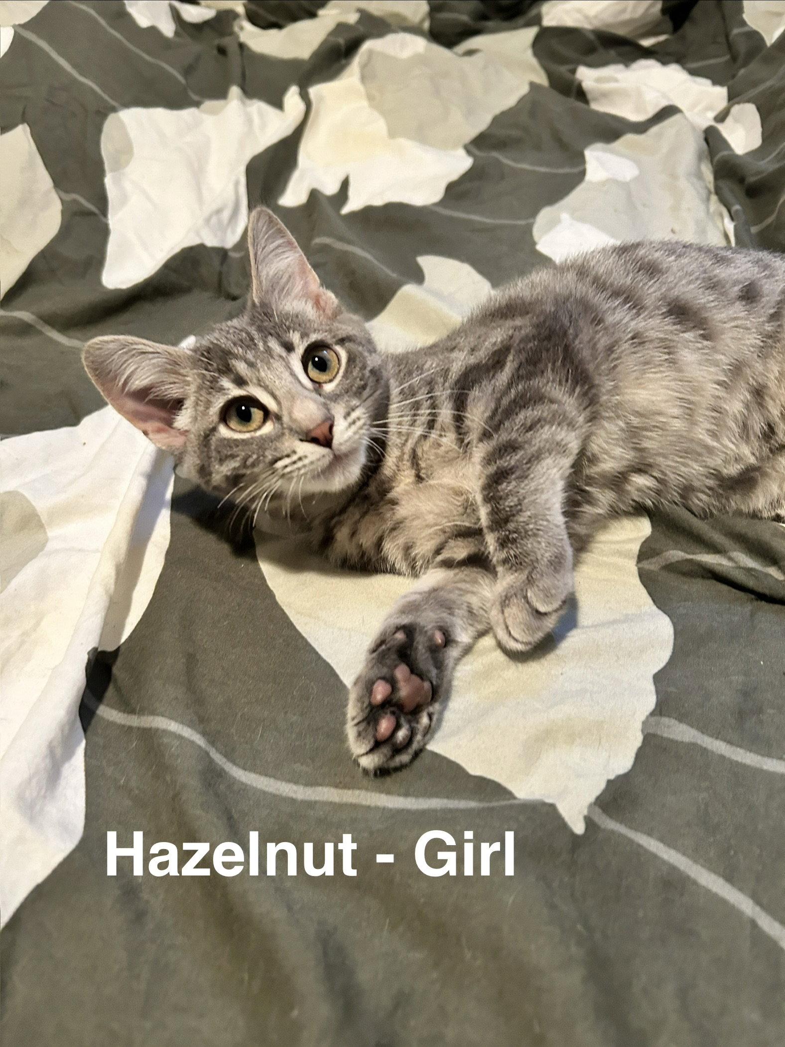 Hazelnut - Adopted | Petfinder